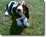 Basset Hound