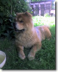 Chow chow \\\\\(Dog standard\\\\\)