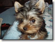 Jorkrsk terier, Yorkshire Terrier,