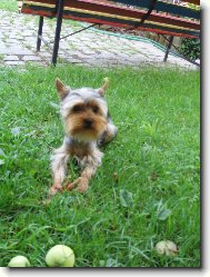 Jorkrsk terier, Yorkshire Terrier,