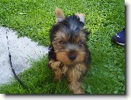 Jorkrsk terier, Yorkshire Terrier,