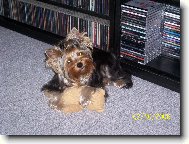 Jorkrsk terier, Yorkshire Terrier,