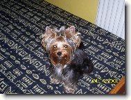 Jorkrsk terier, Yorkshire Terrier,