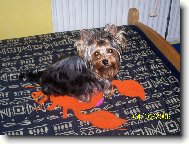 Jorkrsk terier, Yorkshire Terrier,