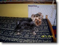 Jorkrsk terier, Yorkshire Terrier,