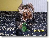 Jorkrsk terier, Yorkshire Terrier,