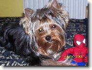 Jorkrsk terier, Yorkshire Terrier,