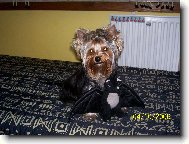 Jorkrsk terier, Yorkshire Terrier,