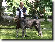 Irish Wolfhound