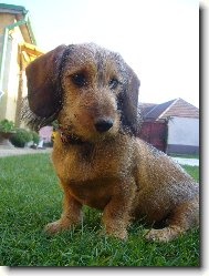 Dachshund