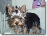 Jorkrsk terier, Yorkshire Terrier,