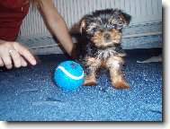 Jorkrsk terier, Yorkshire Terrier,