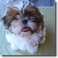 Shih-Tzu