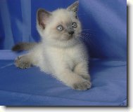 British Shorthair \\\\\(Cat\\\\\)