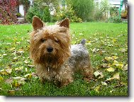 Jorkrsk terier, Yorkshire Terrier,