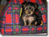 Jorkrsk terier, Yorkshire Terrier,