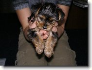 Jorkrsk terier, Yorkshire Terrier,