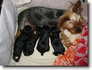 Jorkrsk terier, Yorkshire Terrier,