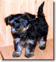 Jorkrsk terier, Yorkshire Terrier,