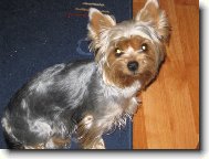 Jorkrsk terier, Yorkshire Terrier,