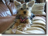 Jorkrsk terier, Yorkshire Terrier,