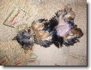 Jorkrsk terier, Yorkshire Terrier,