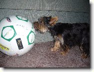 Jorkrsk terier, Yorkshire Terrier,