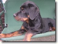 Rottweiler