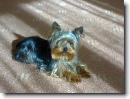 Jorkrsk terier, Yorkshire Terrier,