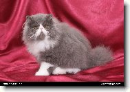 Persian cat