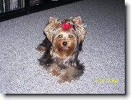 Jorkrsk terier, Yorkshire Terrier,