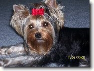 Jorkrsk terier, Yorkshire Terrier,