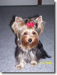 Jorkrsk terier, Yorkshire Terrier,