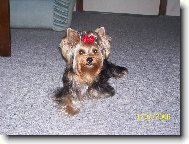 Jorkrsk terier, Yorkshire Terrier,