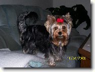 Jorkrsk terier, Yorkshire Terrier,