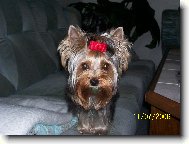 Jorkrsk terier, Yorkshire Terrier,