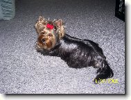 Jorkrsk terier, Yorkshire Terrier,