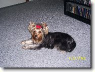 Jorkrsk terier, Yorkshire Terrier,