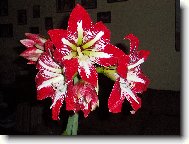 Hippeastrum