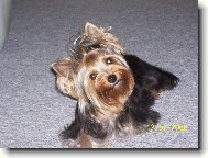 Jorkrsk terier, Yorkshire Terrier,