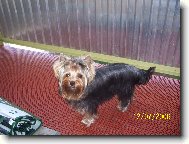 Jorkrsk terier, Yorkshire Terrier,