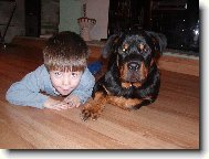 Rottweiler