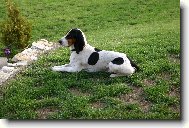 Schweizer Laufhund - Chien Courant Suisse, Swiss Hound