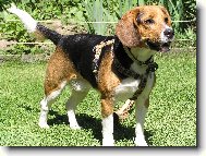 Beagle