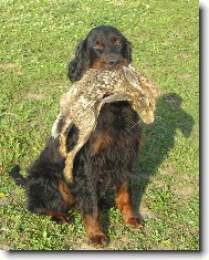 Scotch Setter, Gordon Setter