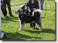 Alaskan malamute \\\\\(Dog standard\\\\\)