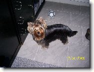 Jorkrsk terier, Yorkshire Terrier,