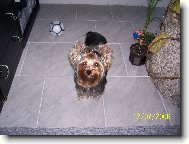 Jorkrsk terier, Yorkshire Terrier,