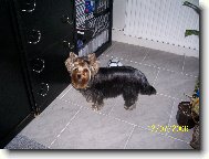 Jorkrsk terier, Yorkshire Terrier,