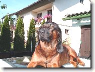 Bayriswcher Gebirgsschweisshund, Bavarian Mountain Scenthound